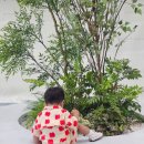 휴가 - 양평군 송학길84번길 21 | 탑텐베이비 아기여름상하복, 크링클 유아셔츠로 완성한 키즈 휴가룩 후기