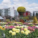 밀양 표충사가을&양산국화축제 이미지