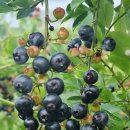 장미정원민박 이미지