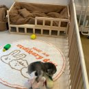 Re Pet 애견샵 이미지