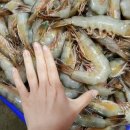 안면도수산업협동조합 이미지