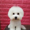 새로미펫살롱 이미지