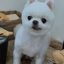 위드뚜뚜 | 아산 애견미용, 우리 댕냥이들의 힐링 스테이!