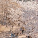 이번 주말에 가볼만한 서울 근교 벚꽃 명소 추천 TOP 5 이미지