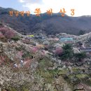 매화농원 이미지