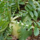 보배섬진도 은율팜 이미지