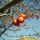 산사나무(산사춘) [Crataegus pinnatifida]의 효능과 민감요법 이미지