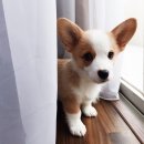 카페덕자