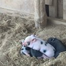 대산사슴농장 | 현대오일뱅크 대산공장 동물농장 견학