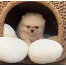 동탄강아지분양 도그데이 | 동탄강아지분양 도그마루, 24시간 안심 강아지입양 후기!