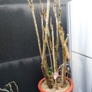 가나화원 이미지