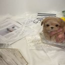 멍멍이냥 애견미용 이미지