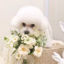 펫뷰티샵 페이보릿 이미지