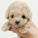 키즈멍 안양본점 이미지