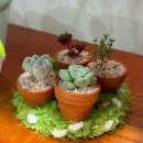 디스테이션(D,S) | 성남 모란 신상꽃집 블룸디(Bloom D) 내돈내산 후기