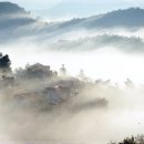 대한다원 이미지