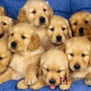 한가람동물의료센터 이미지