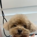 댕글 몽글 이미지