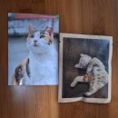 책고양이 | 아침 독서 OFF PAPER K에서 만난 책 <아는 고양이>후기