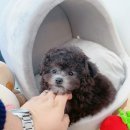 온퍼피 프리미엄 전주강아지분양 본점 이미지