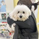 만안유치원 | 석수역애견유치원 뭉개구름 솔직한 등원 후기.