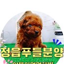 멍멍데잇 이미지