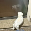 정직한 동물병원 | [세종동물병원] 세종 동물병원 추천 / 정직한 진료 유진동물병원 <강아지 심장병 진료후기>