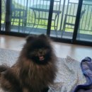 시밀레스테이 이미지