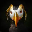 Tufted Puffin 이미지