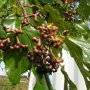 숙취 해소에 좋은 헛개나무의 효능 이미지