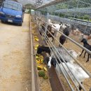 보은염소농장 이미지