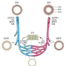 모세혈관 순환(毛細血管 循環,capillary circulation) 이미지