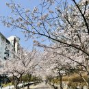 경기도 수원시 권선구 권중로 171 | 수원 벚꽃 명소 데이트 하기 좋은 권선 중앙공원