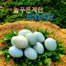 늘푸른유정란농장 이미지