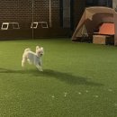 아이조아펫파크 동탄점 | 넓은 운동장이 있는 아이조아펫파크 동탄점