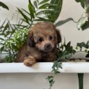 남양주켄넬 이미지