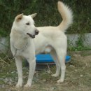 백야축산 이미지