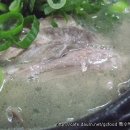 30년전통설렁탕 이미지