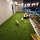 더블유펫 이미지