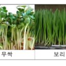 새싹작물, 떡잎부터 활용하는 건강식물(펌) 이미지