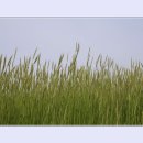 고요목장 이미지