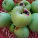 병걸농장 이미지