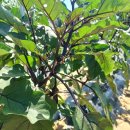 성주관광주유소 이미지