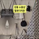 팔로디리몬 이미지