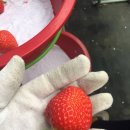 순이농장 이미지