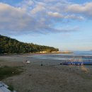 관매도 후박나무 이미지