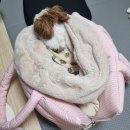 핑크강아지 | 어페르티 와이드백 :: 예쁜데 편한 강아지 이동가방 내돈내산 후기 (핑크스트라이프 M 사이즈)