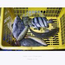 [해운대] 쫄깃 달콤한 회맛이 끝내주는 새바다횟집 이미지