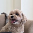 멍앤멍 애견미용실 이미지