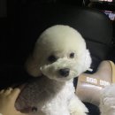 러블리독스 이미지